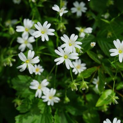 Chickweed