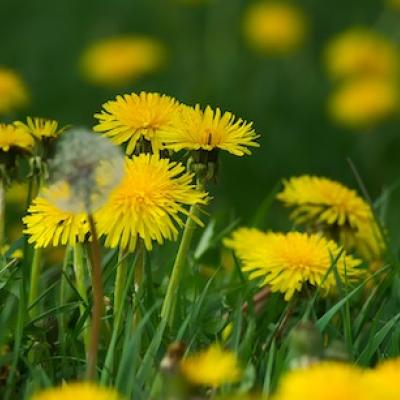 Dandelions