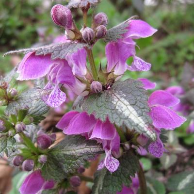 Henbit