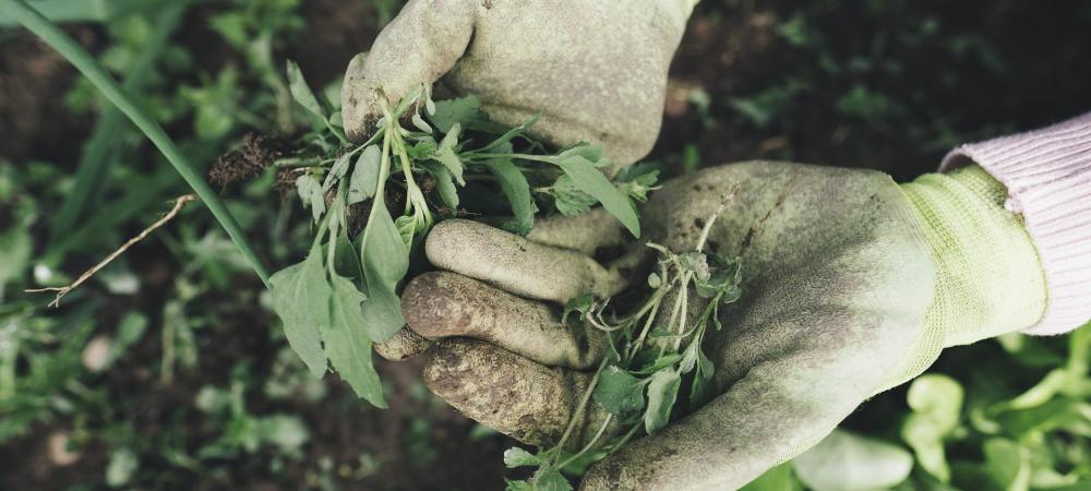 Pulling Weeds