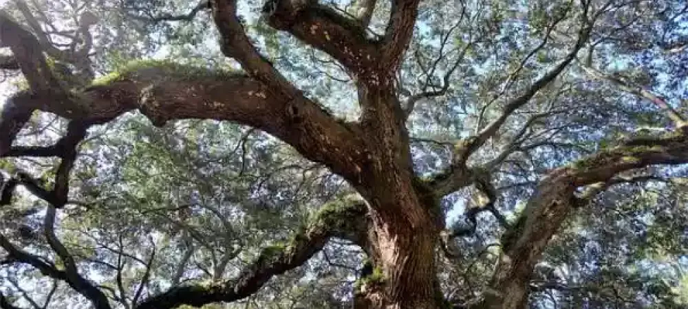 live-oak-tree