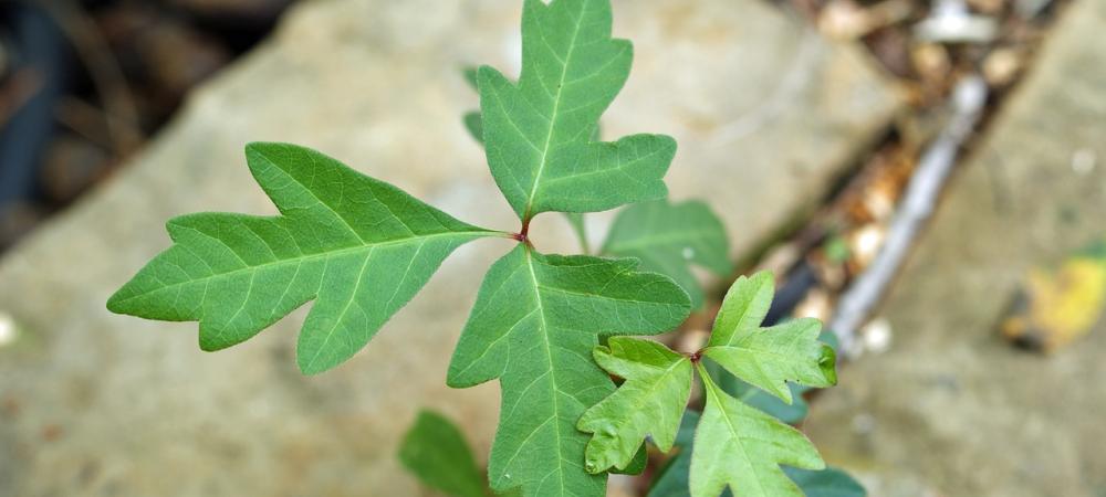 poison oak